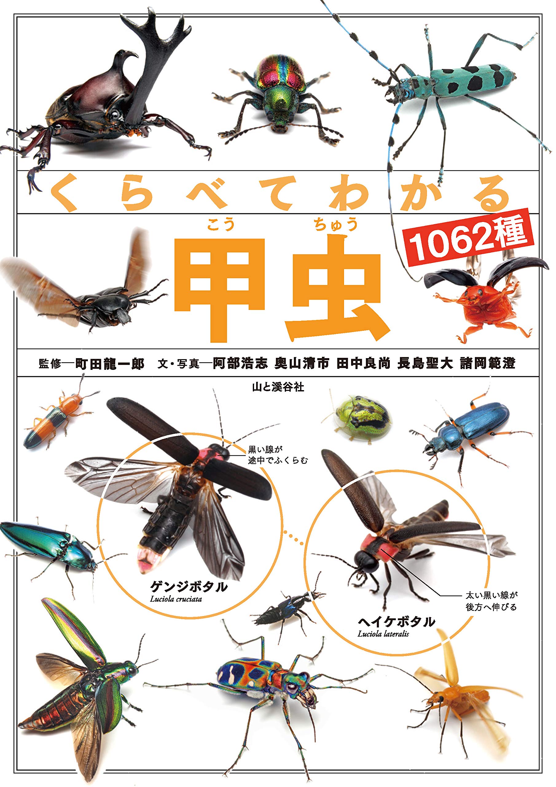著 者 :町田龍一郎【監修】 :
発行者 :山と溪谷社 :
刊行年月:201904:
底本ISBN:9784635063555 :
内容紹介:識別ポイントがわかりやすいと好評の「くらべてわかる」図鑑に甲虫編が登場!似たもの同士の違いが、一目瞭然でわかります。
カブトムシやクワガタだけじゃない!日本に生息する甲虫(コウチュウ目)72科1062種類(亜種含む)をずらっと紹介します。
なかでもクワガタは離島産を含む全亜種を完全網羅。わかりやすい白バック写真で識別ポイントを明示しています。
入門者向けの昆虫図鑑では飽き足りない人たちに向けた甲虫図鑑です。ふつうの昆虫図鑑に載っていないマニアック種類も充実しています。 :