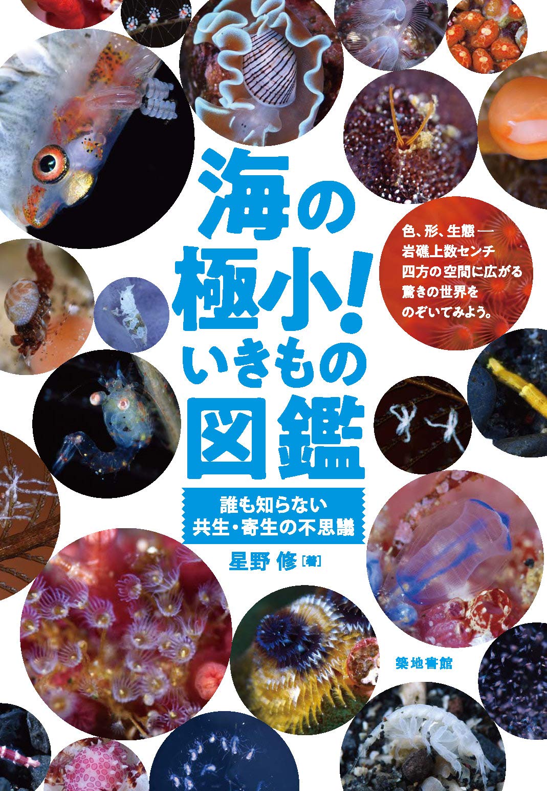 著 者 :星野修 :
発行者 :築地書館 :
刊行年月:202005:
底本ISBN:9784806715993 :
内容紹介:広大な海の中、岩礁上数センチ四方の空間に広がる生き物たちの世界を覗いてみよう。東京の海、1cm四方にひしめくコケムシやゴカイ、カラフルなウミウシにホヤ、雄が雌の体内に住み着くイノチヅナアミヤドリ、そして新種のヨコエビ類。捕食、子育て、共生・寄生など、小さな生き物たちの知られざる生き様を、オールカラーの生態写真で紹介。世界で初めての海中《極小》生物図鑑。 :