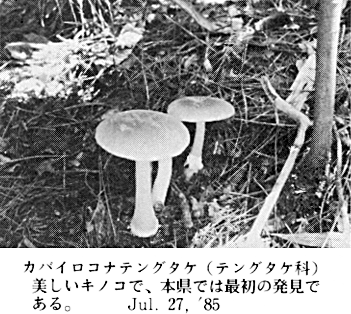 石井町のキノコ