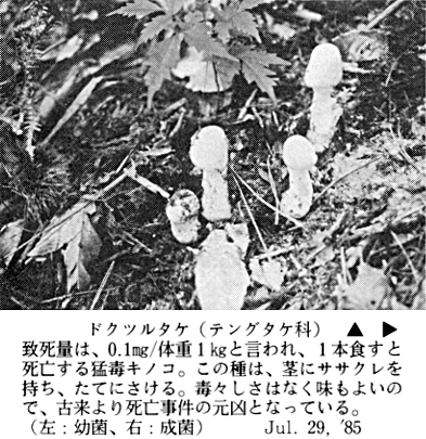石井町のキノコ