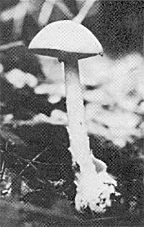 石井町のキノコ