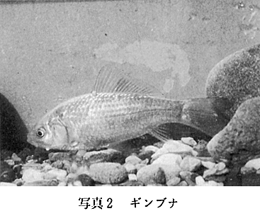 日和佐町の魚類